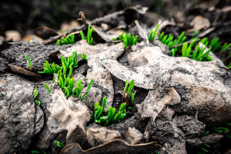 Natural background with green grass sprouts in the forestの写真素材