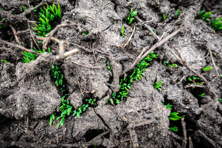 Natural background with green grass sprouts on cracked soil