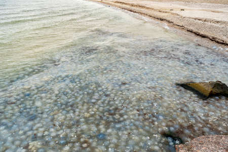 many dead jellyfish washed up on the coast of the Sea of Azov near Kirillovka, summer 2021の写真素材