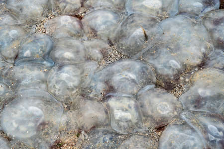 natural background with many dead jellyfish washed up on the coast of the Sea of Azov near Kirillovka, summer 2021の写真素材