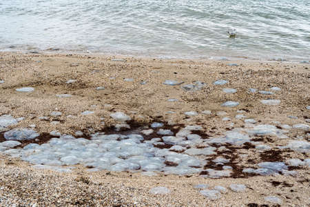 many dead jellyfish washed up on the coast of the Sea of Azov near Kirillovka, summer 2021の写真素材