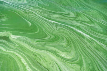 Water pollution by blooming blue-green algae (Cyanobacteria) on Dnieper river at Kremenchug...