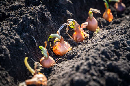 Yellow onion bulbs seeds in a row on soil, spring seeding concept