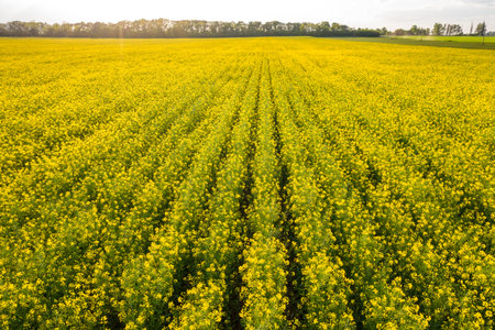 Aerial view of rapeseed blooming field on spring at sunset, Ukraineの写真素材