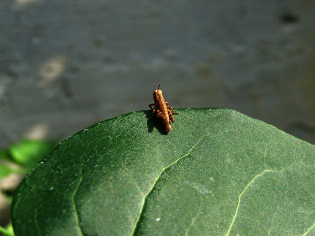 cricketの写真素材