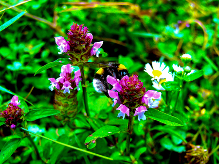 bubble beeの写真素材