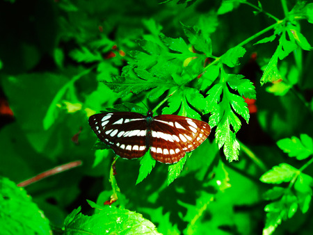 butterflyの写真素材