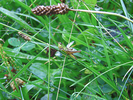 cricketの写真素材