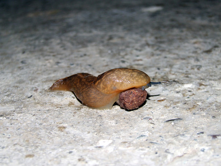 slugの写真素材