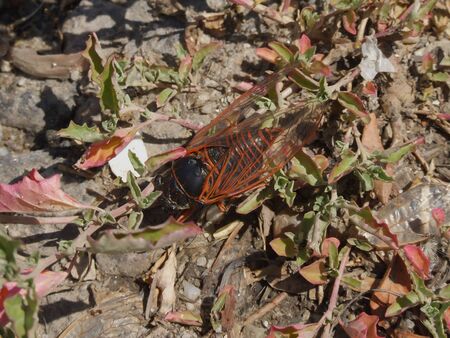 insectの写真素材