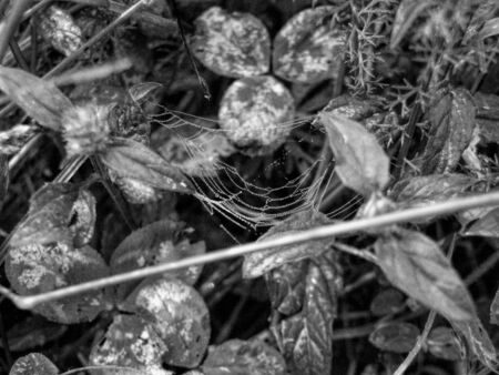 spider webの写真素材