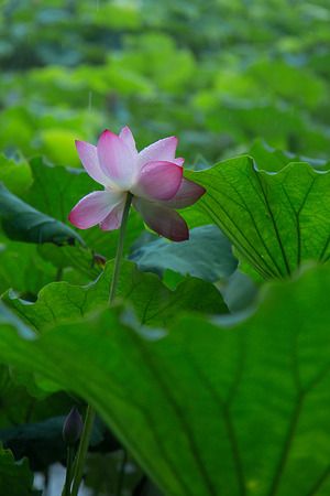close up to a lotus in the lotus pondの写真素材
