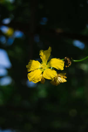 Flowers in summerの写真素材