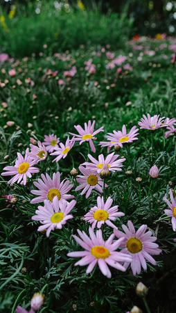 Purple Daisy Prince Bay in springの写真素材