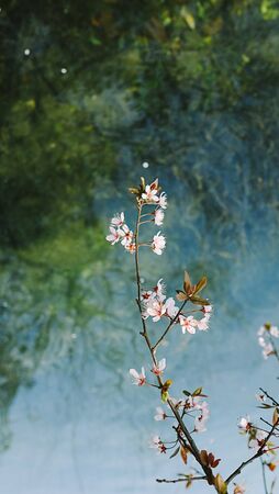 West Lake pear Lake in springの写真素材