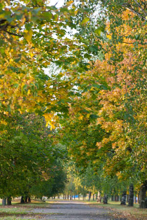 Trees in the park in autumnの写真素材