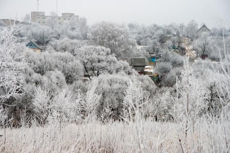 Bushes and grass covered with frost, snowの写真素材