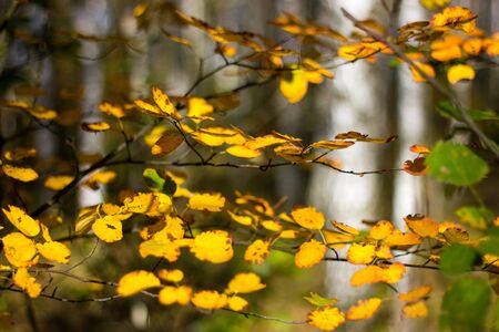 yellow autumn leaves on a branchの写真素材