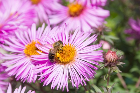 bee pollinating a purple flower chrysanthemumの写真素材