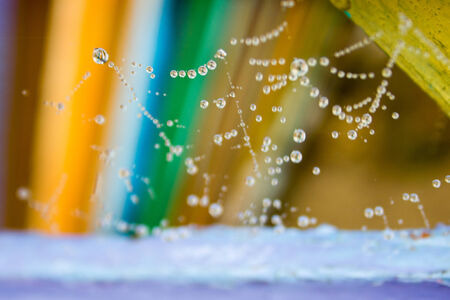 Water drop on web 