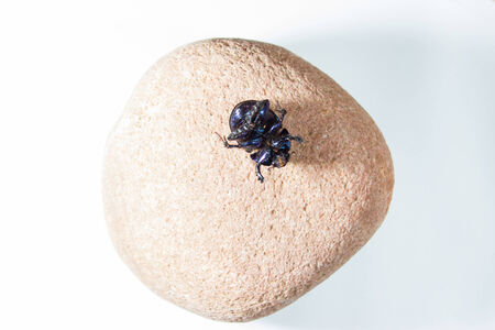 The genus Scarabaeus consists of a number of Old World dung beetle species, including the  sacred...
