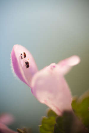Flower pistil の写真素材