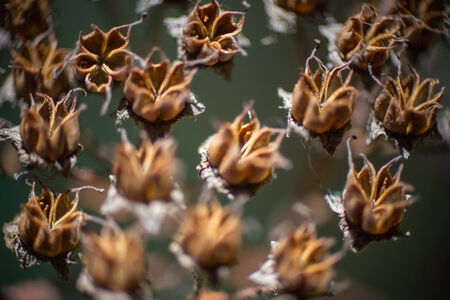 Macro dry inflorescence の写真素材