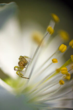 Flower pistil の写真素材