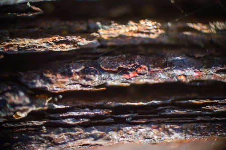 Rusty texture の写真素材