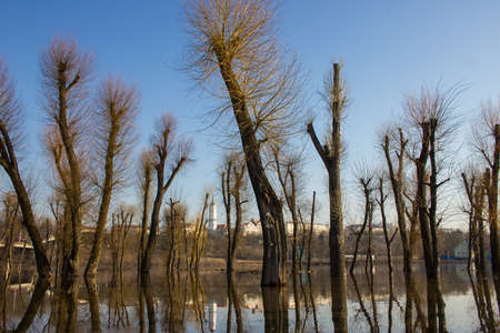 Trees reflection on water, flooded during the spring flood.