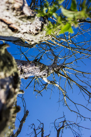 Dead branches on the blue sky.