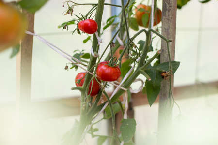 Ripe tomatoes environmentally friendly growing in a greenhouse.の写真素材