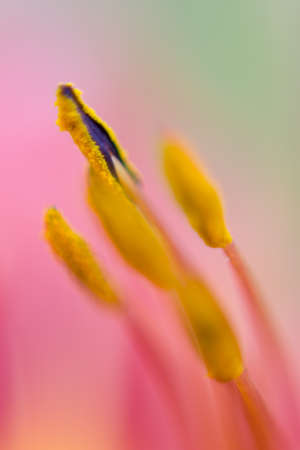 Very close yellow pistil with pink background.の写真素材