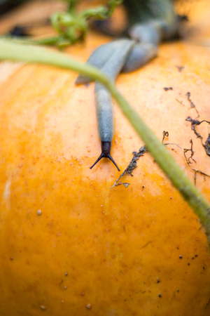 Slug crawling on a ripe orange pumpkin.の写真素材