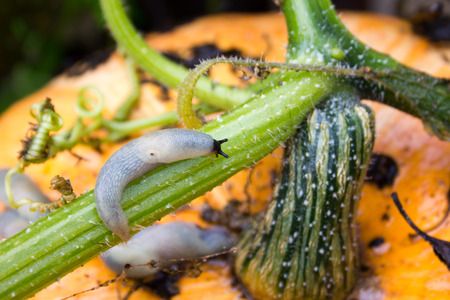 Slug crawling on a ripe orange pumpkin.の写真素材