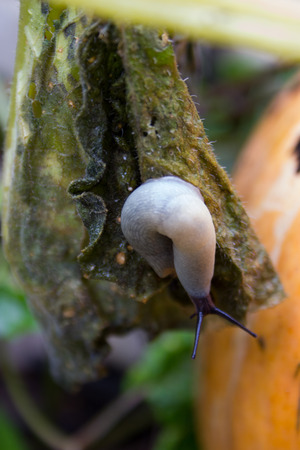Slug crawling on a ripe orange pumpkin.の写真素材
