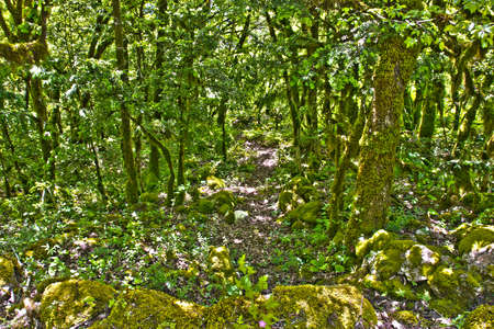 Road in the forest covered with green moss.の写真素材