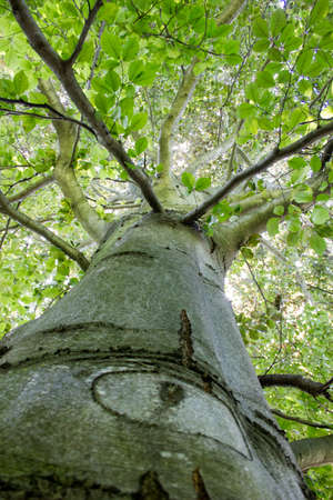 Tree trunk with a pattern in the form of eye view from below.