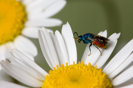 Close photo of  cuckoo wasps or emerald wasps on camilla.
