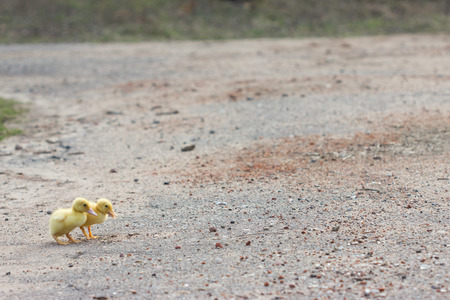 Two little, yellow duckling walking on the roadの写真素材