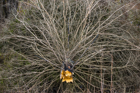 Branches of fallen christmas tree after storm in the autumn forest.
