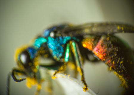 Close photo of  cuckoo wasps or emerald wasps on chamomile.の写真素材