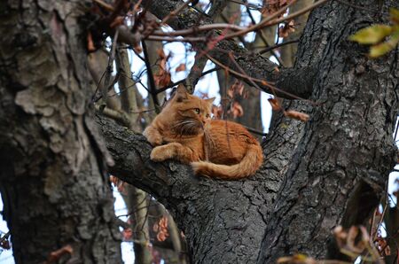 Cute Ginger Cat Sits On An Autumn Tree And Looks Into The Distanceの写真素材
