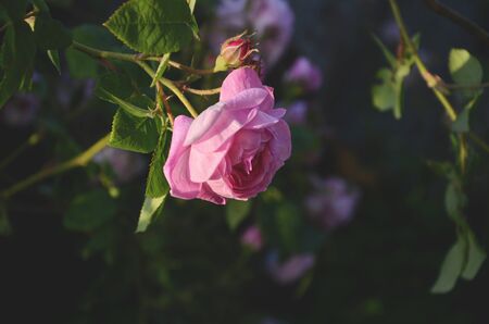 Pink rose in the garden on a green blurred background with focusの写真素材
