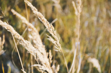 Autumn blades of grass lit by the sun sway in the wind close-up
