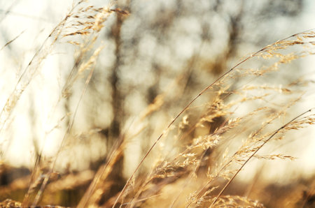Dried golden grass in a field lit by the sun in the afternoon in autumn