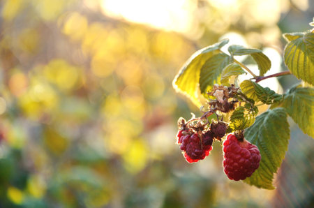 Red raspberries on a branch backlit by the rays of the sunの写真素材