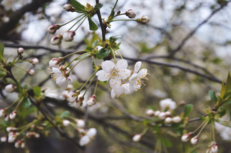 Blooming cherry tree illuminated by the rays of the sun