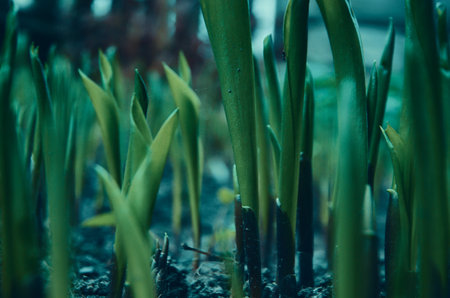 Sprouts from the ground in the garden and vegetable garden on a gloomy gray dayの写真素材