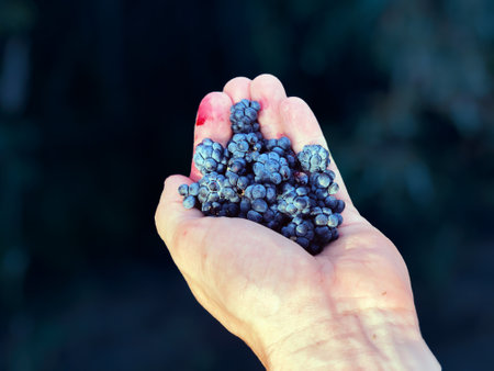 Juicy blue forest blackberry in the palm of the hand close-up with a blurred backgroundの写真素材